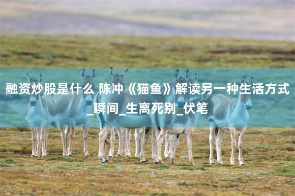 融资炒股是什么 陈冲《猫鱼》解读另一种生活方式_瞬间_生离死别_伏笔